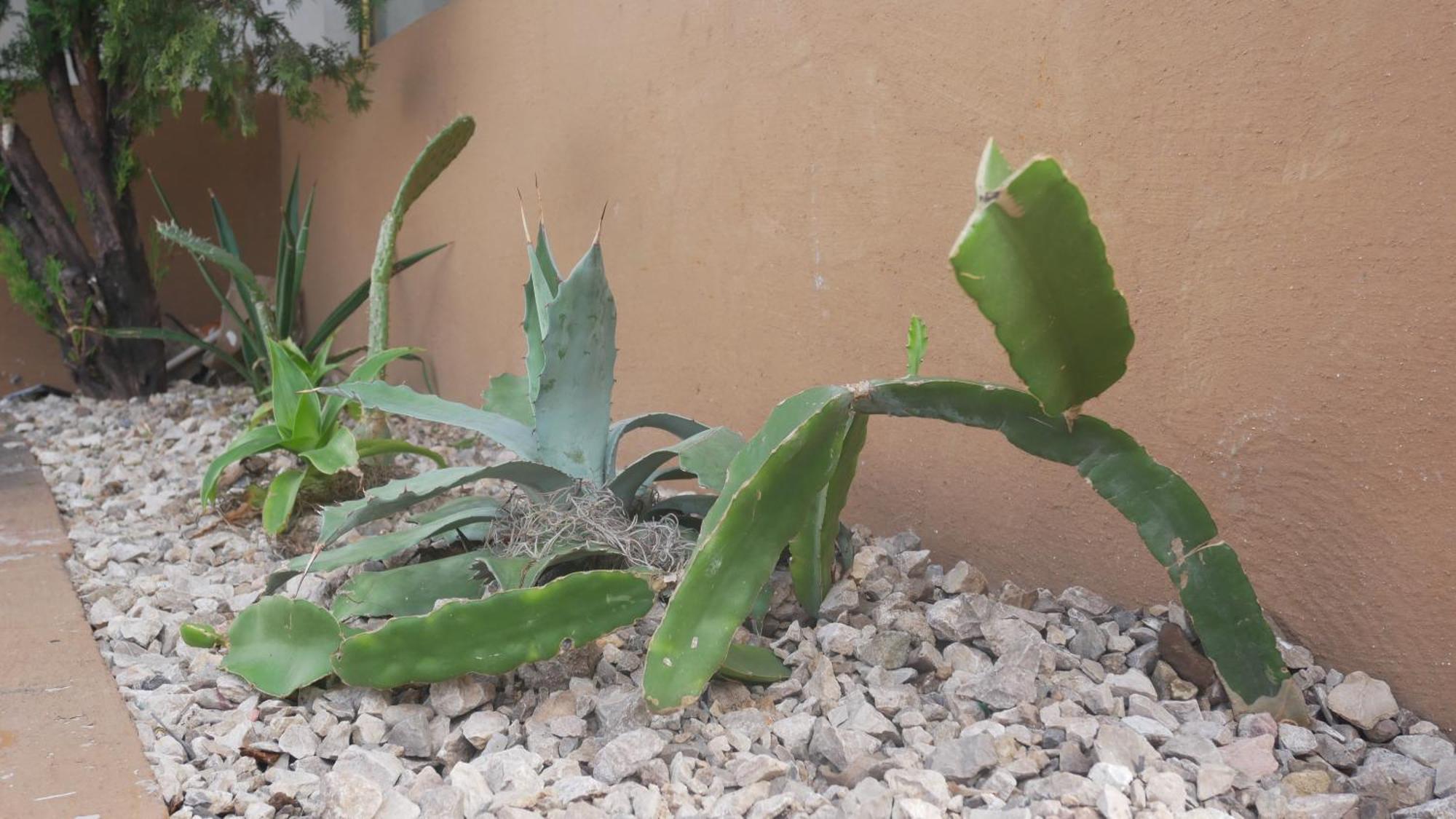 Casa El Mundo Hostel Oaxaca Екстериор снимка